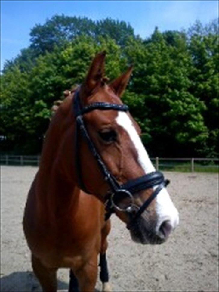 Belgisk varmblod Dublin Van Het billede 13