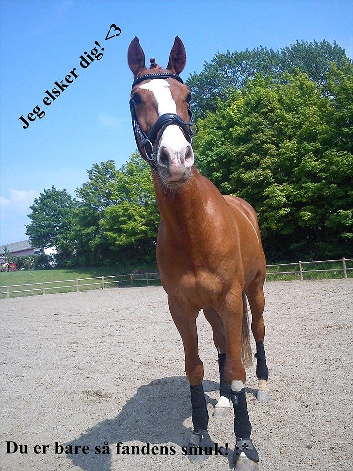 Belgisk varmblod Dublin Van Het billede 14