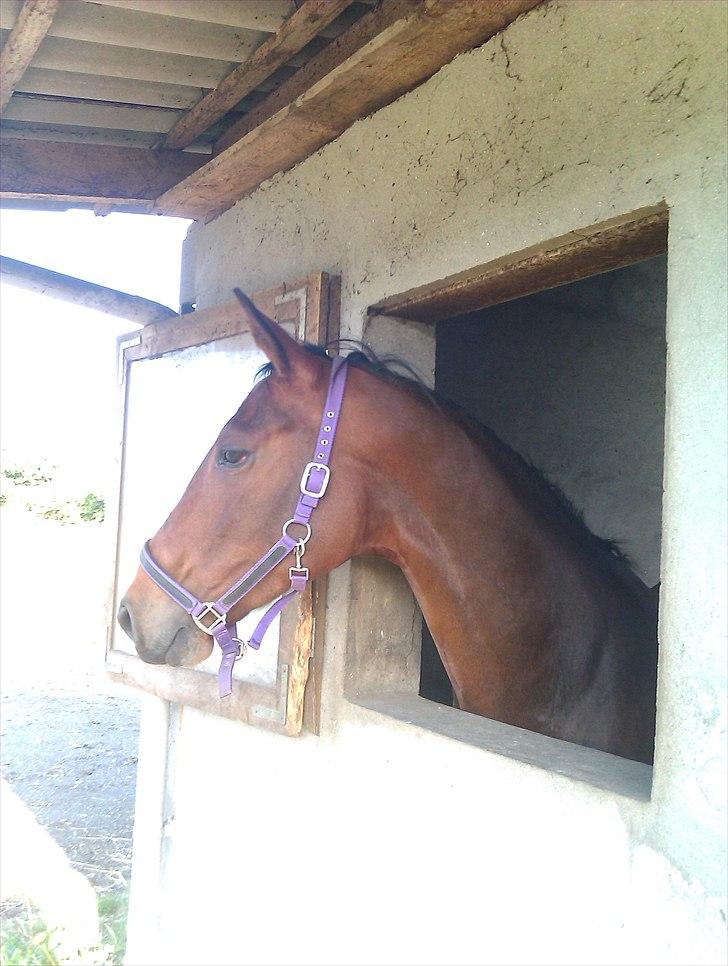 Dansk Varmblod Lacotte billede 10