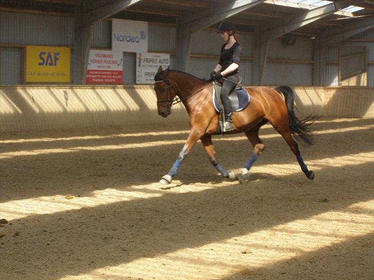 Anden særlig race Ronja  billede 7