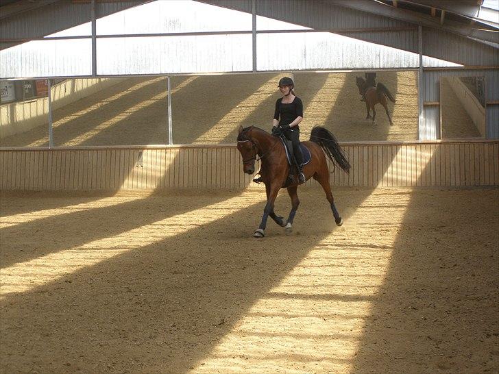 Anden særlig race Ronja  billede 12