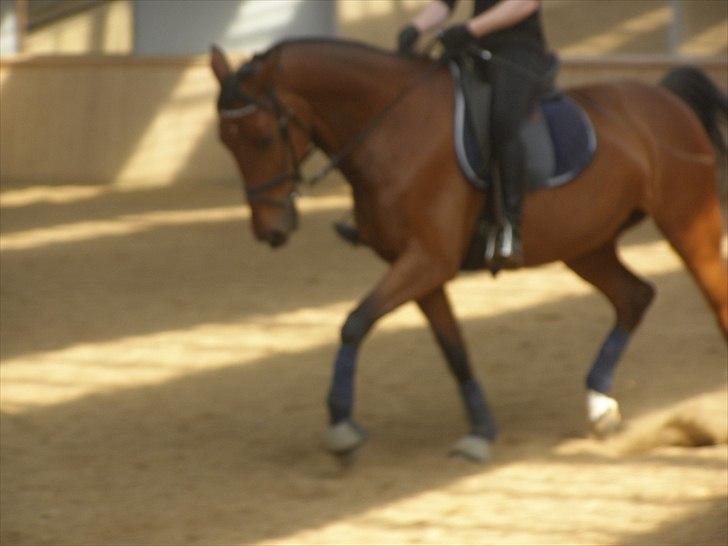 Anden særlig race Ronja  billede 13