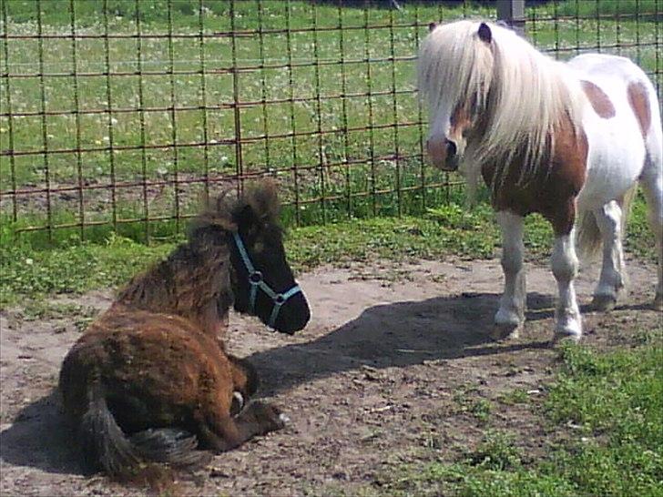 Shetlænder prins chameur - Tager sig en lille slapper på folden ;-) billede 11