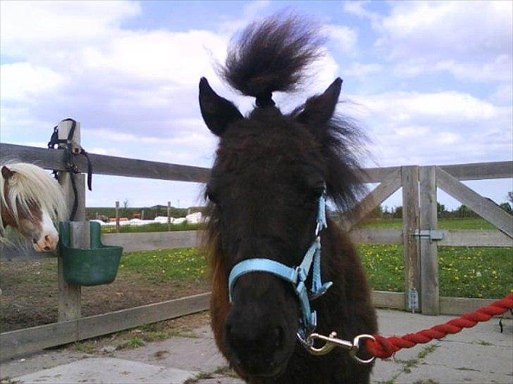 Shetlænder prins chameur billede 1