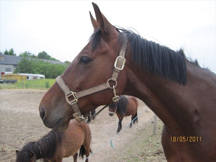 Anden særlig race Manse R.I.P billede 9