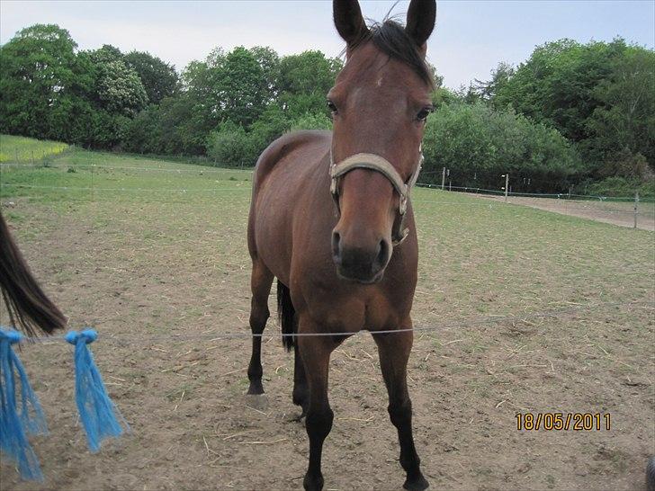 Anden særlig race Manse R.I.P - ved godt ørene mangler toppen :/ men ja er ikk god til det med at tage billeder :D men smuk er han altså ;D billede 10