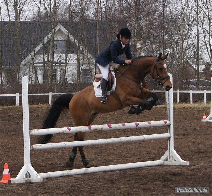 Dansk Varmblod quality gersdorf  - taget af helena elmo billede 6