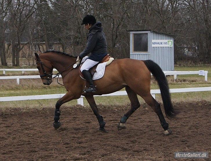 Dansk Varmblod quality gersdorf  - taget af helena elmo billede 7