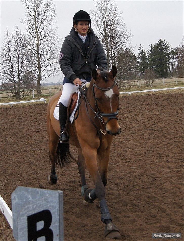 Dansk Varmblod quality gersdorf  - taget af helena elmo billede 8