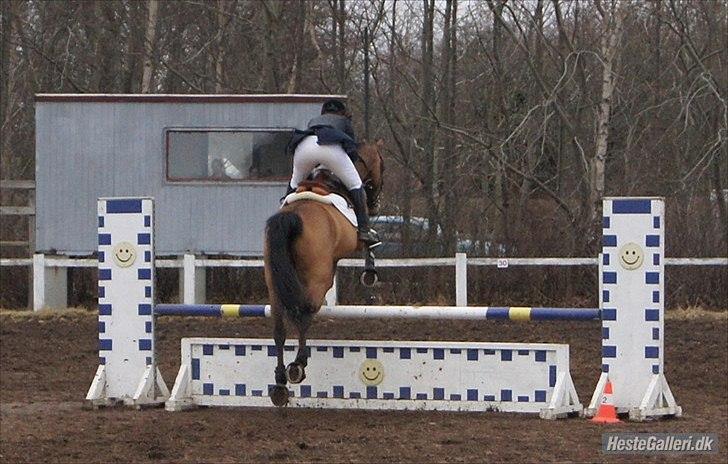 Dansk Varmblod quality gersdorf  - taget af helena elmo billede 9