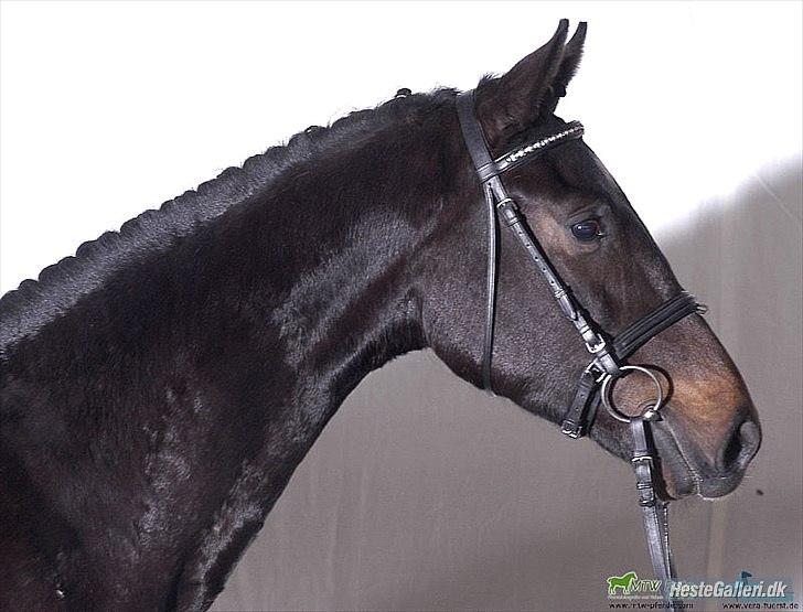 Anden særlig race Cortido  - Foto: Vera-fuerst.de billede 14