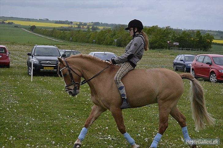Anden særlig race Buster (Goise) - I ringen til Dyreskue på Hjemstavnsgården.

Taget af:AM`s FAR billede 6