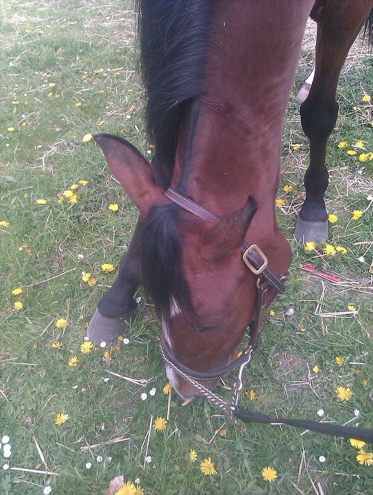 Traver Mega Vang billede 6