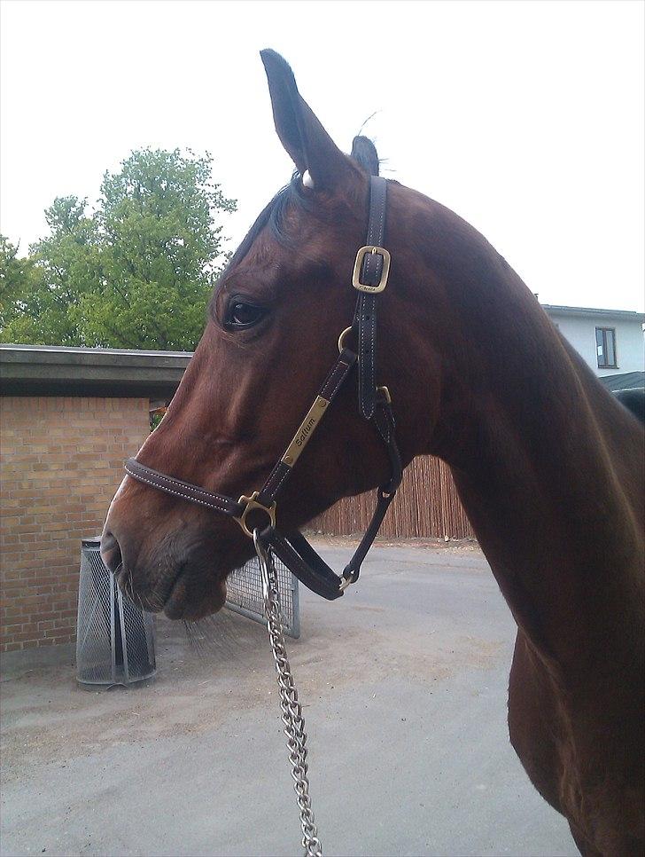 Traver Mega Vang billede 7