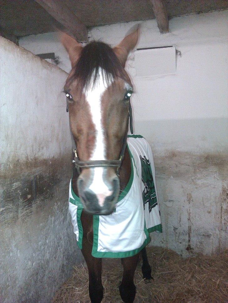 Traver Mega Vang billede 8