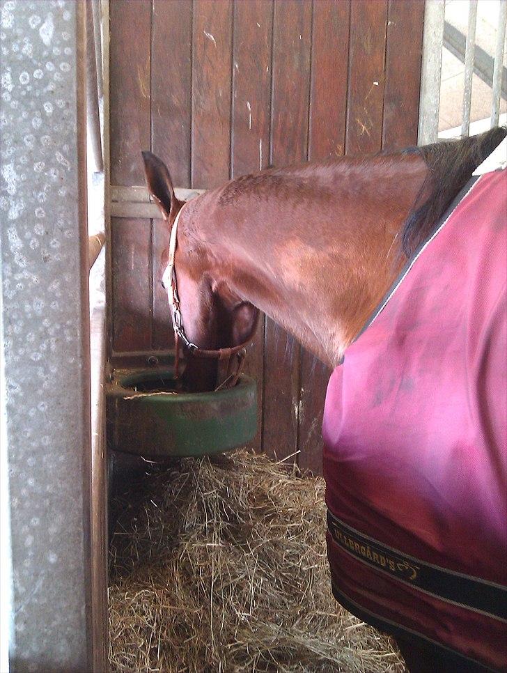 Traver Mega Vang billede 10