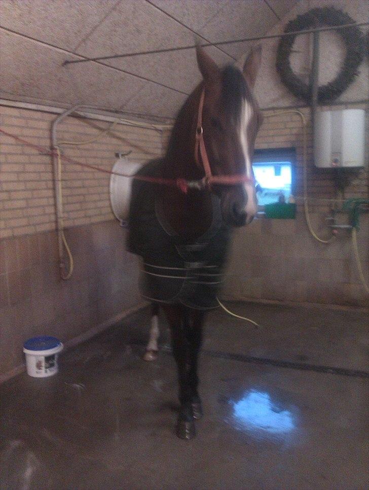 Traver Mega Vang billede 11