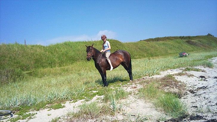 New Forest Strandgårdens Moonlight billede 15