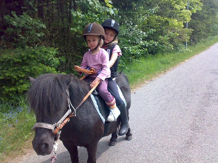 Shetlænder Jordbær Marie (Skovlundens Gipsy) - En søndagstur sammen i det gode vejr. Øv begge vil styre, men én skal jo sidde bagerst billede 13