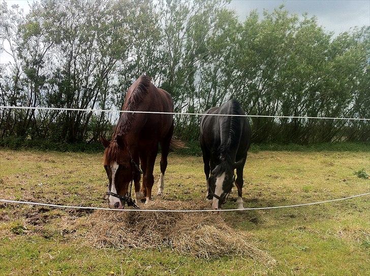 Anden særlig race Søgårdens Sandy billede 2