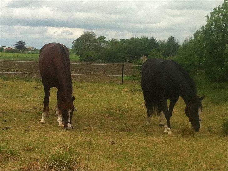 Anden særlig race Søgårdens Sandy billede 4