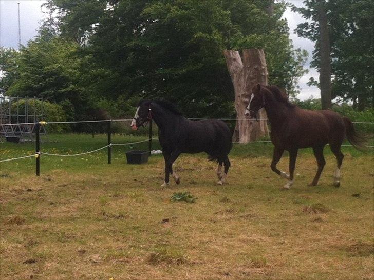 Anden særlig race Søgårdens Sandy billede 3
