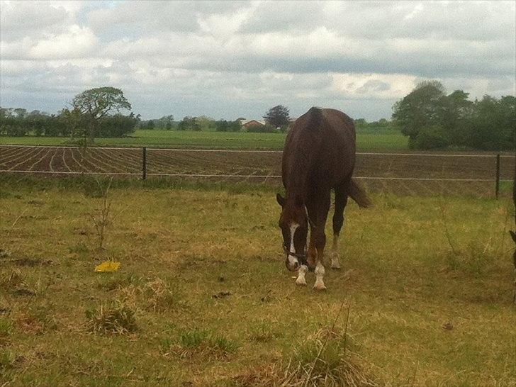 Dansk Varmblod Gørklintgårds Darwin billede 12