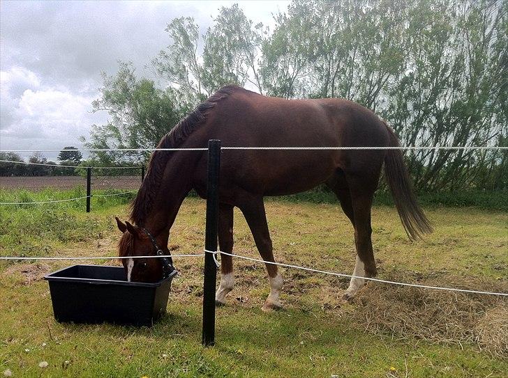 Dansk Varmblod Gørklintgårds Darwin billede 1