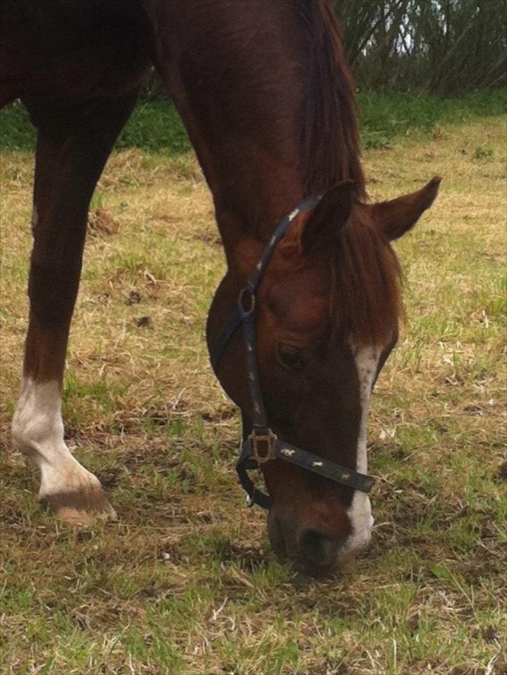 Dansk Varmblod Gørklintgårds Darwin billede 15