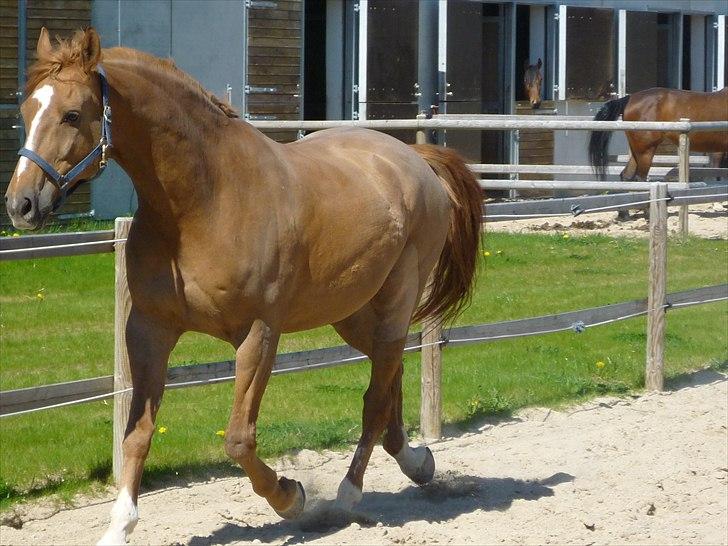 Anden særlig race Ferdinan - R.I.P. - # 18 - På Landbohøjskolen - 30/4-11 billede 18