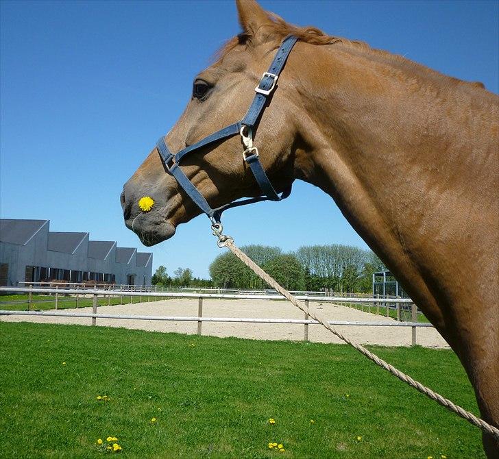Anden særlig race Ferdinan - R.I.P. - # 19 - <3 - 30/4-11 billede 19