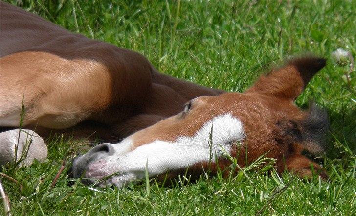 DSP Fredbo´s Rondo Royal<3 - Jeg elsker dig min dreng!♥ billede 31