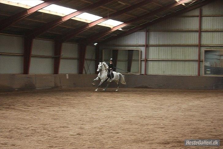 Lipizzaner Diler billede 4