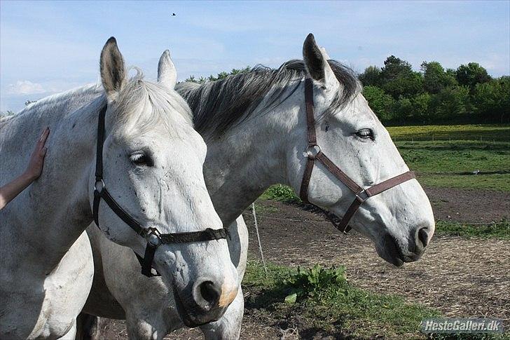 Lipizzaner Diler billede 9