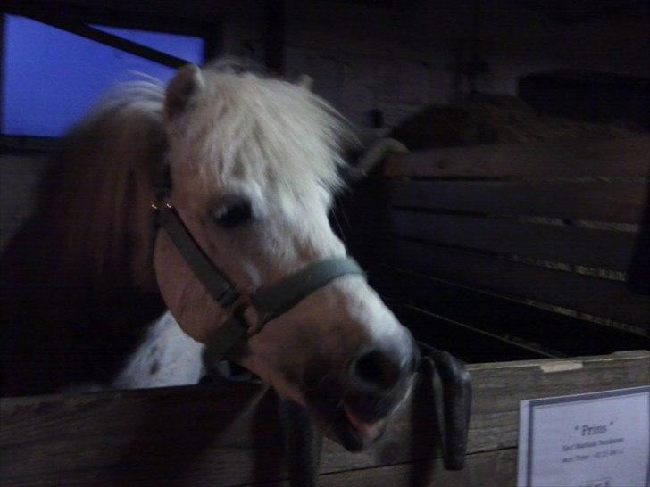 Anden særlig race Prins billede 14