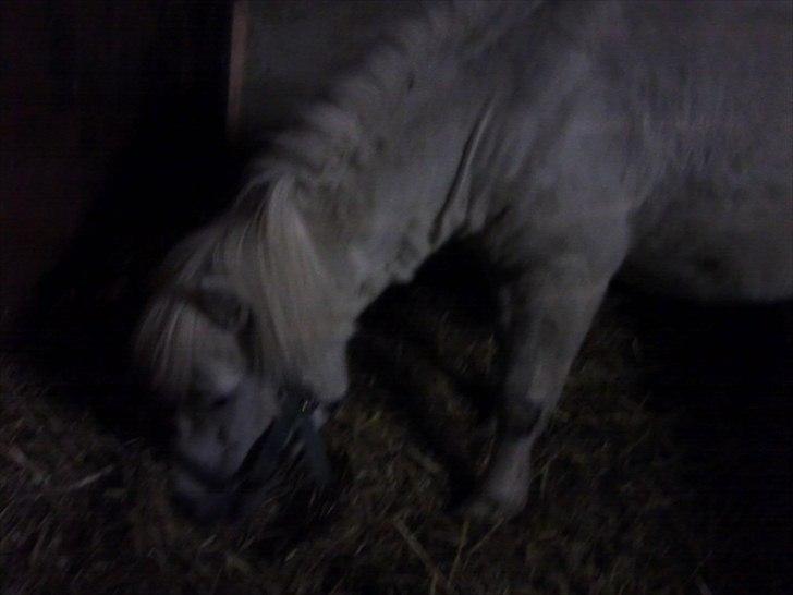 Anden særlig race Prins billede 15