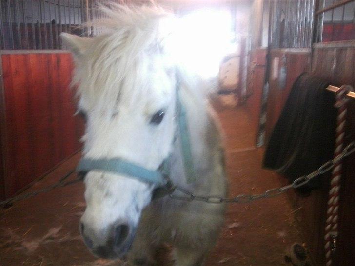 Anden særlig race Prins billede 16