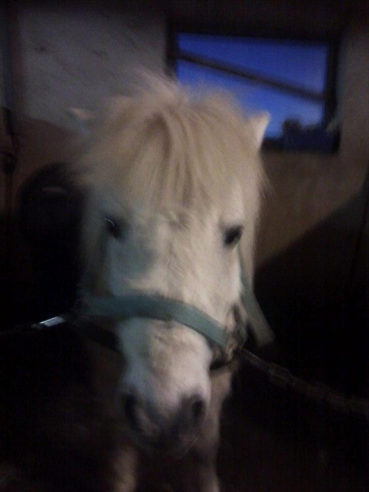 Anden særlig race Prins billede 17