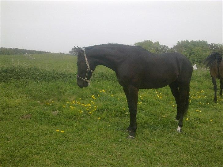 Oldenborg Vester Løkke`s Montana (Solgt ) RIP - Nyt billede af skønheden taget den 15/5 2011 billede 1