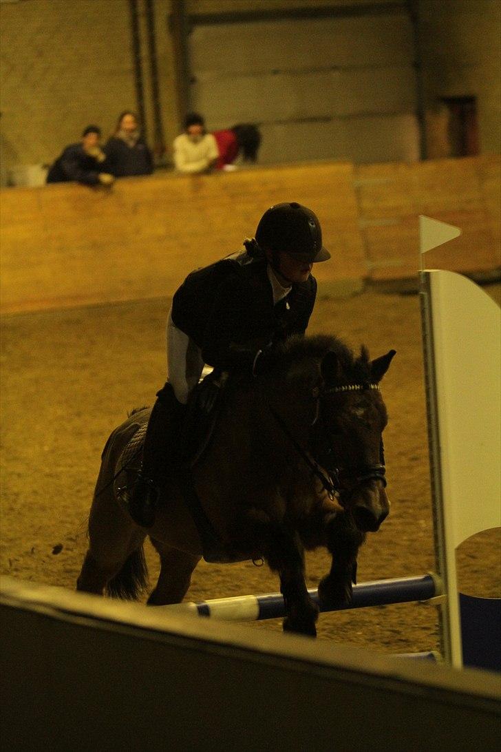 New Forest Knud den store billede 1