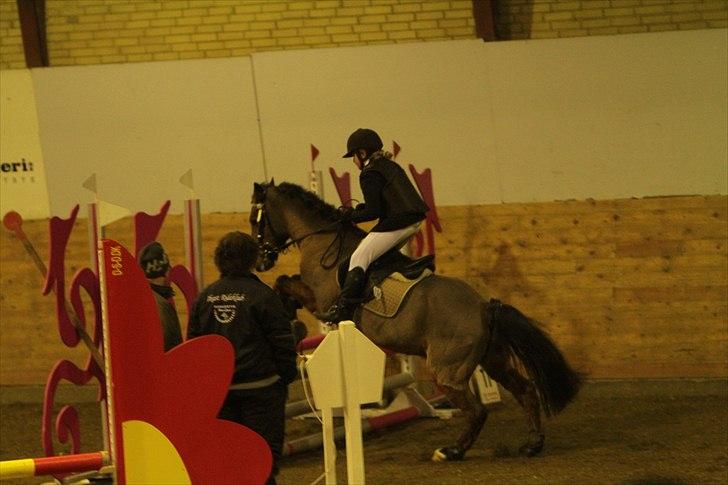 New Forest Knud den store billede 2