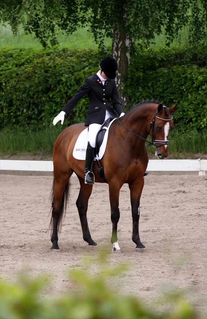 Dansk Varmblod May Candeloro - Stævne HRK maj 2011 billede 11