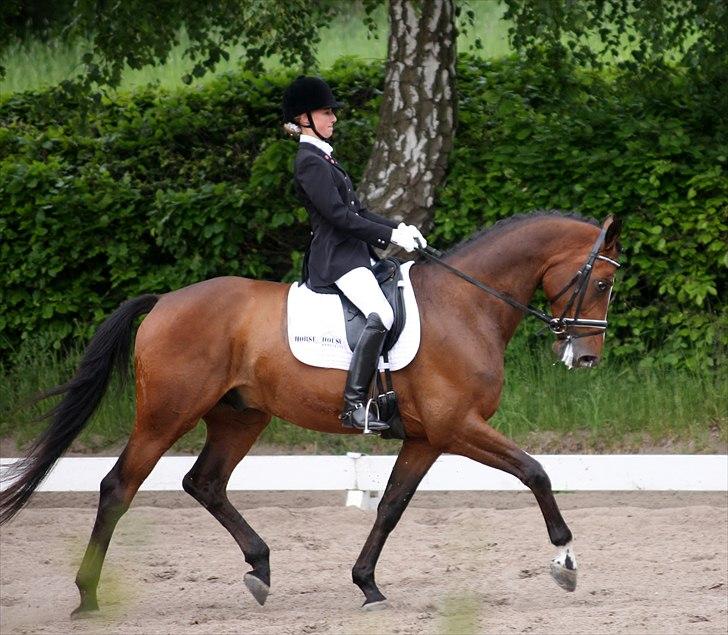 Dansk Varmblod May Candeloro - Stævne HRK maj 2011 billede 5