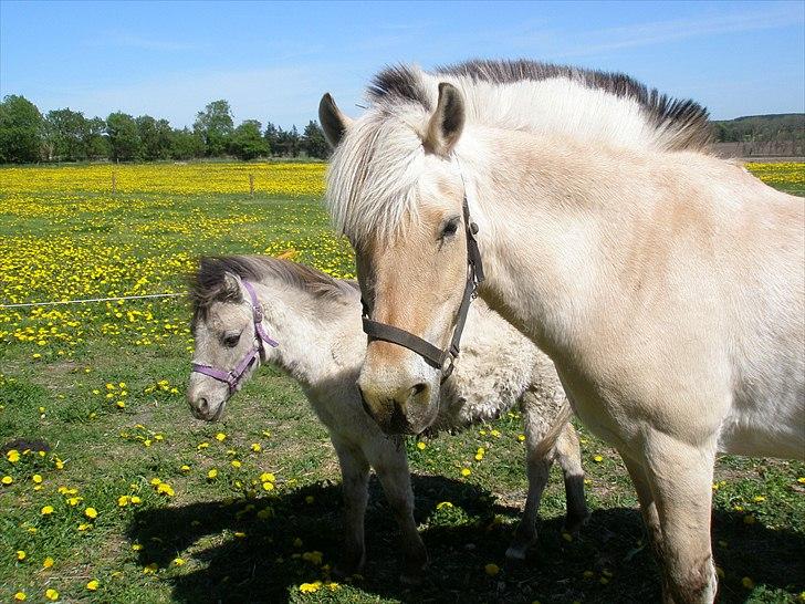 Anden særlig race Pippi ( Solgt) - julie og pippi på marken/folden billede 2