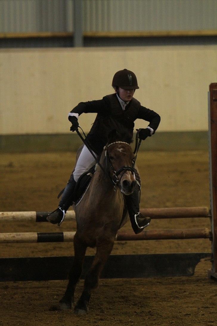 New Forest Knud den store billede 11