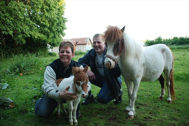 Shetlænder Bianca. Død. billede 15