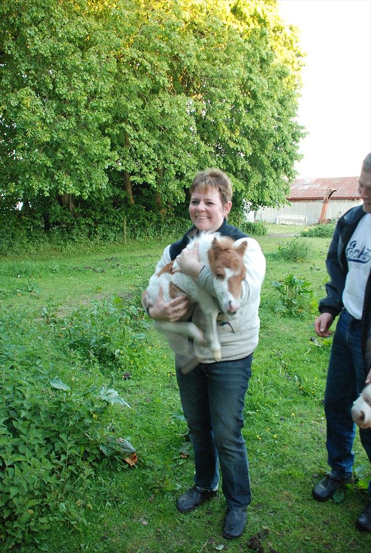 Shetlænder Bianca. Død. billede 16