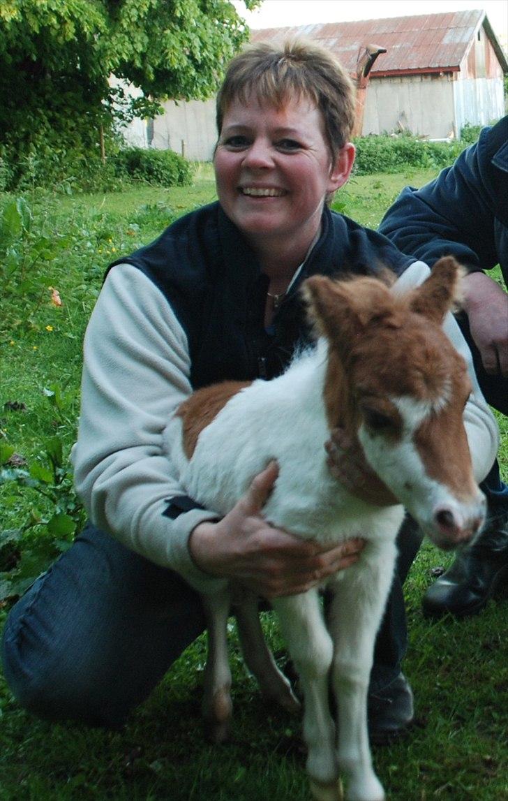 Shetlænder Bianca. Død. - Bianca´s føl Fanni..en rigtig lille skid..hi, hi. billede 17