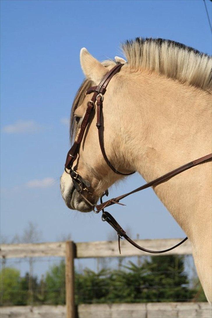 Fjordhest KALINA<3  billede 6