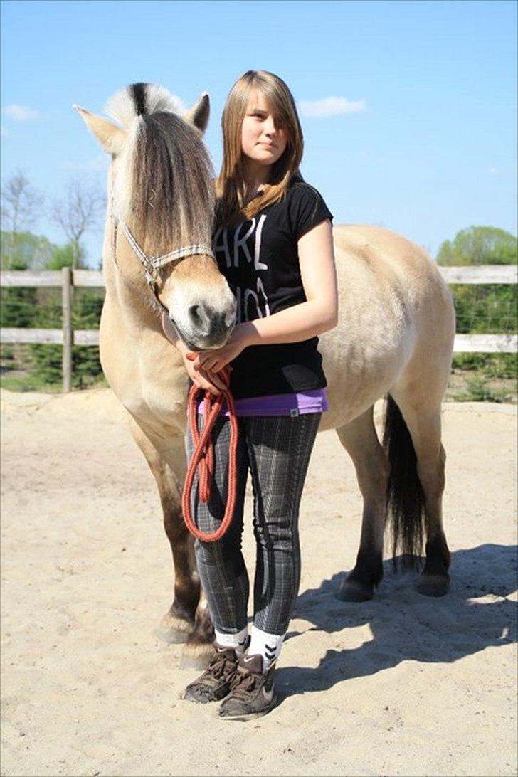 Fjordhest KALINA<3  billede 2